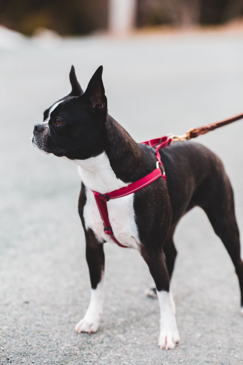 Collier tactique pour chien avec poignée