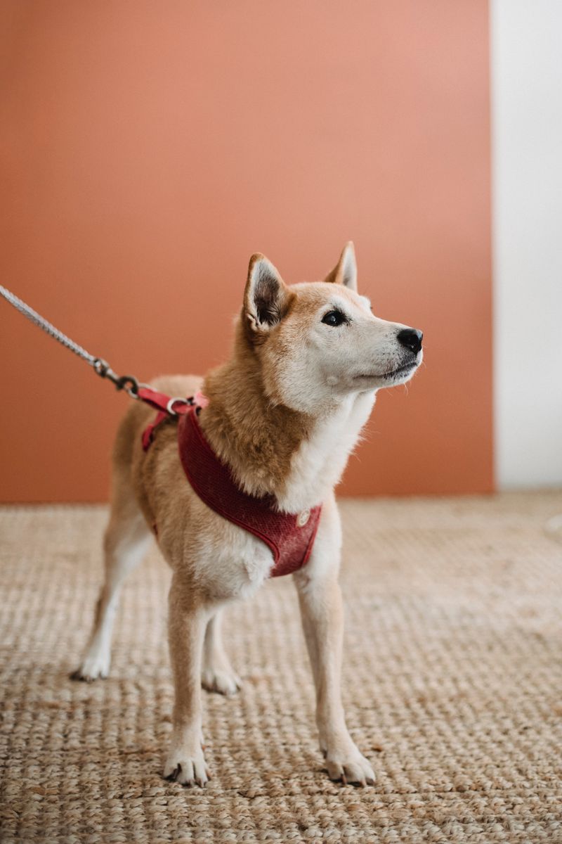 Harnais anti-traction réfléchissant pour chien
